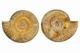 Cut & Polished Jurassic Ammonite (Perisphinctes) Fossil #344942-1